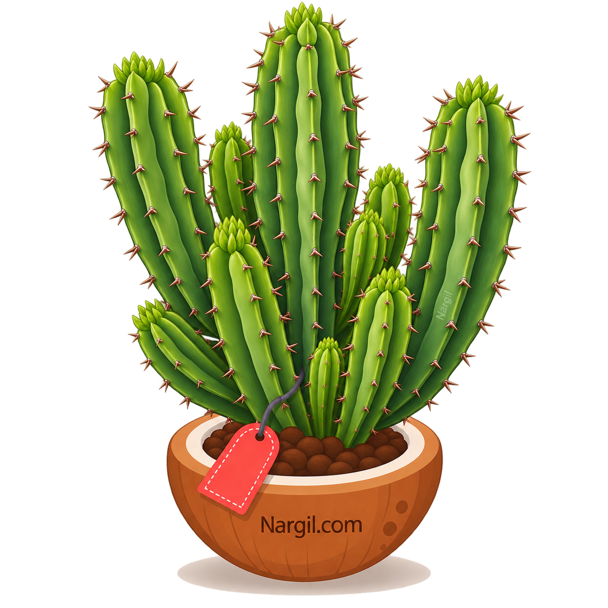 Nargil_Euphorbia Canariensis